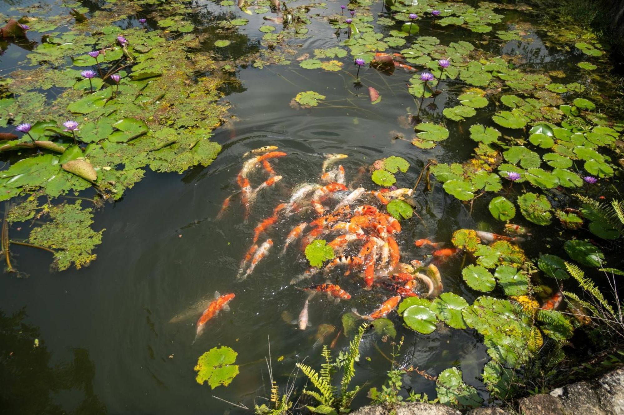 Shanthi Uyana แคนดี้ ภายนอก รูปภาพ